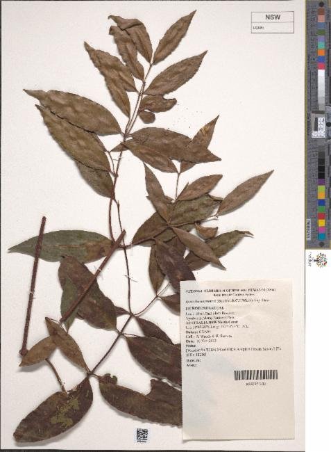 Austrobuxus swainii photograph 5