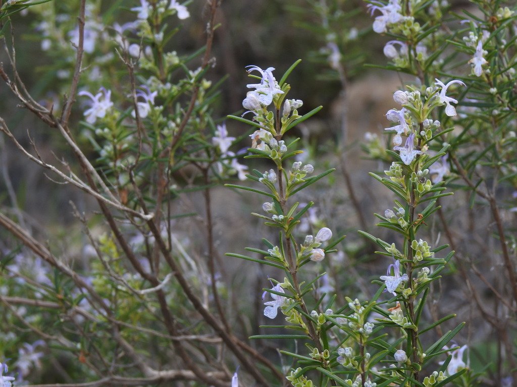 Salvia rosmarinus photograph 6
