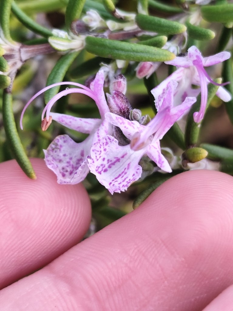 Salvia rosmarinus photograph 5