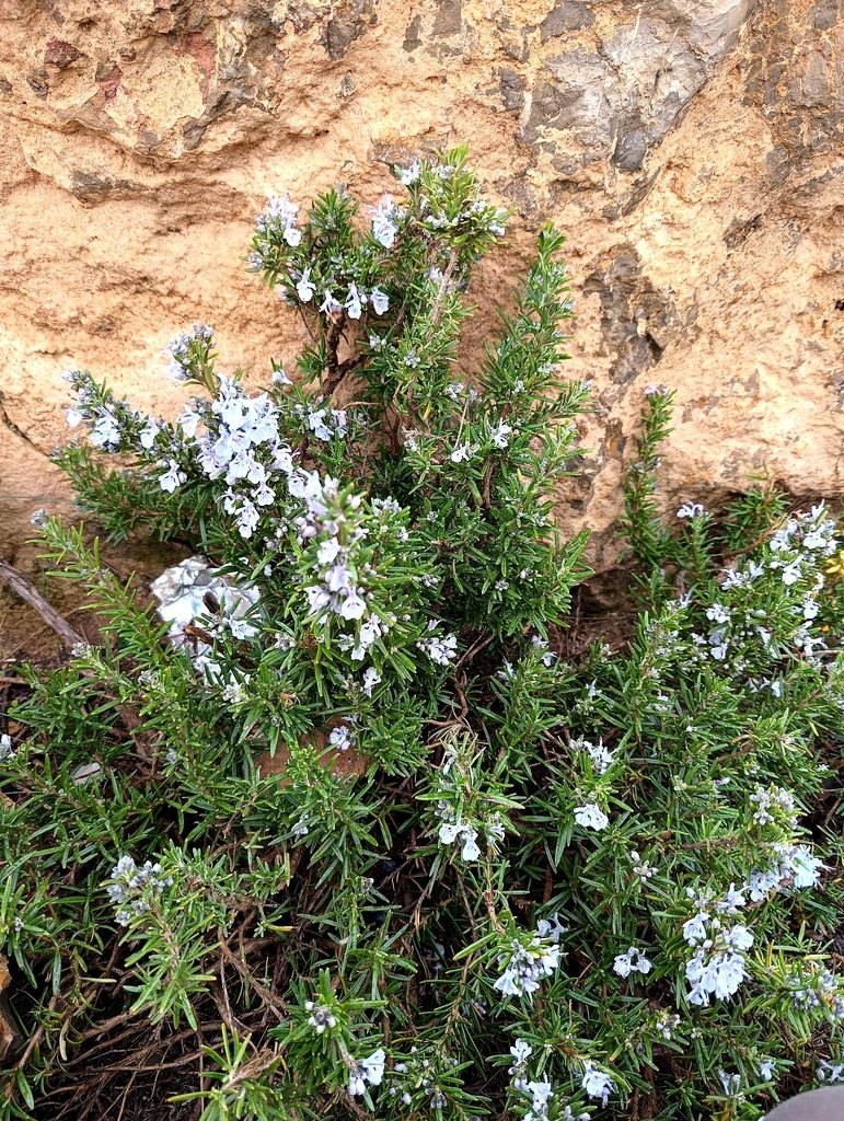 Salvia rosmarinus photograph 3