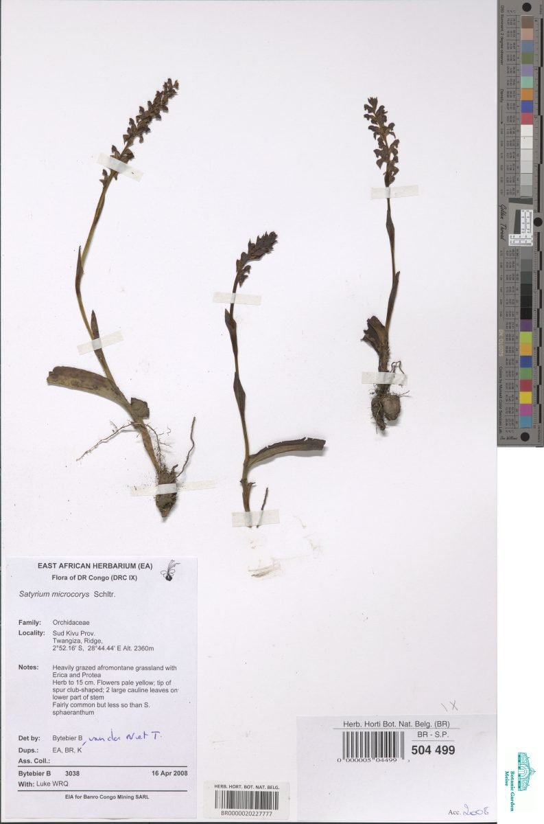 Satyrium microcorys