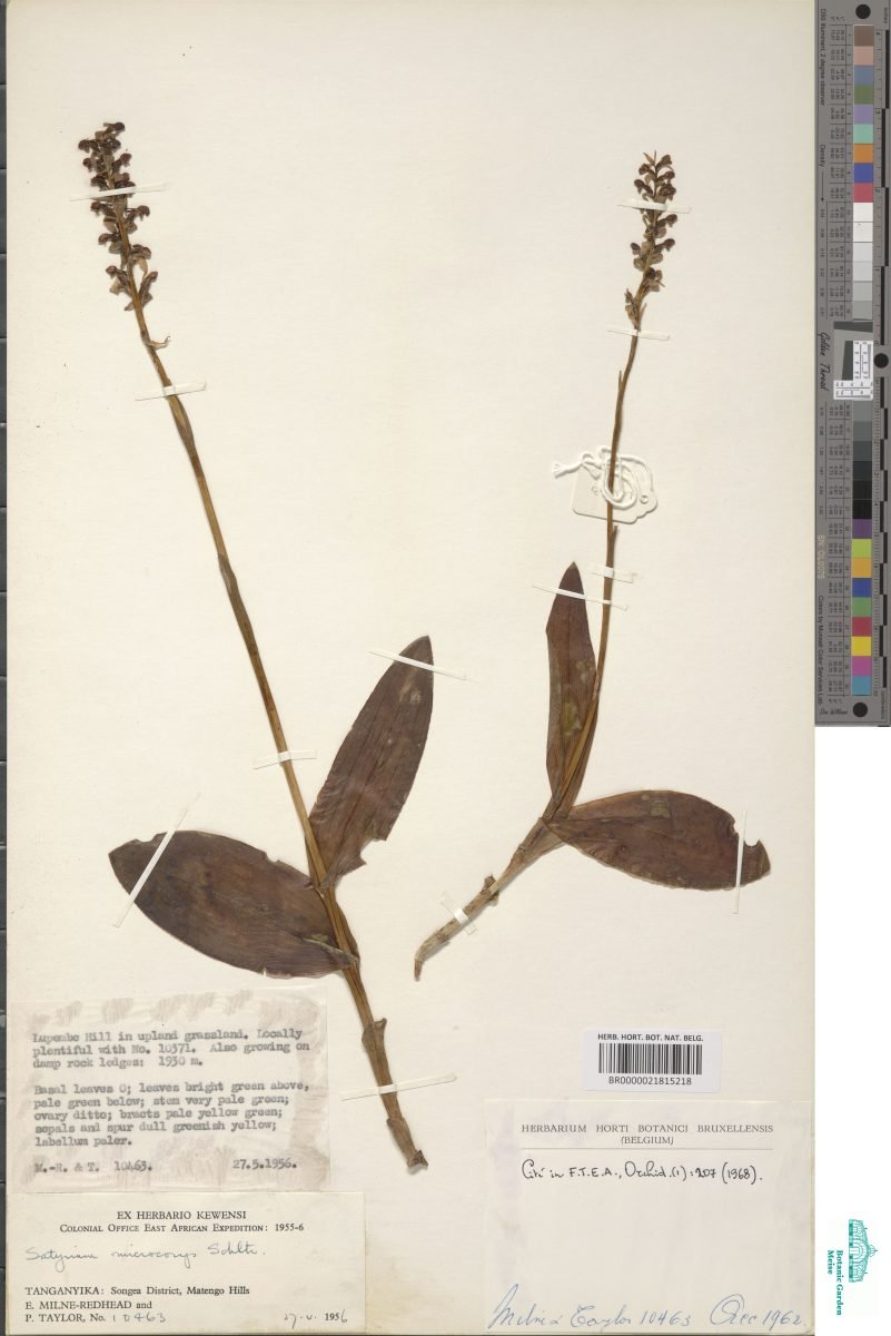 Satyrium microcorys photograph 3