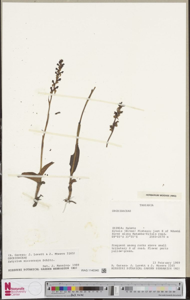 Satyrium microcorys photograph 2