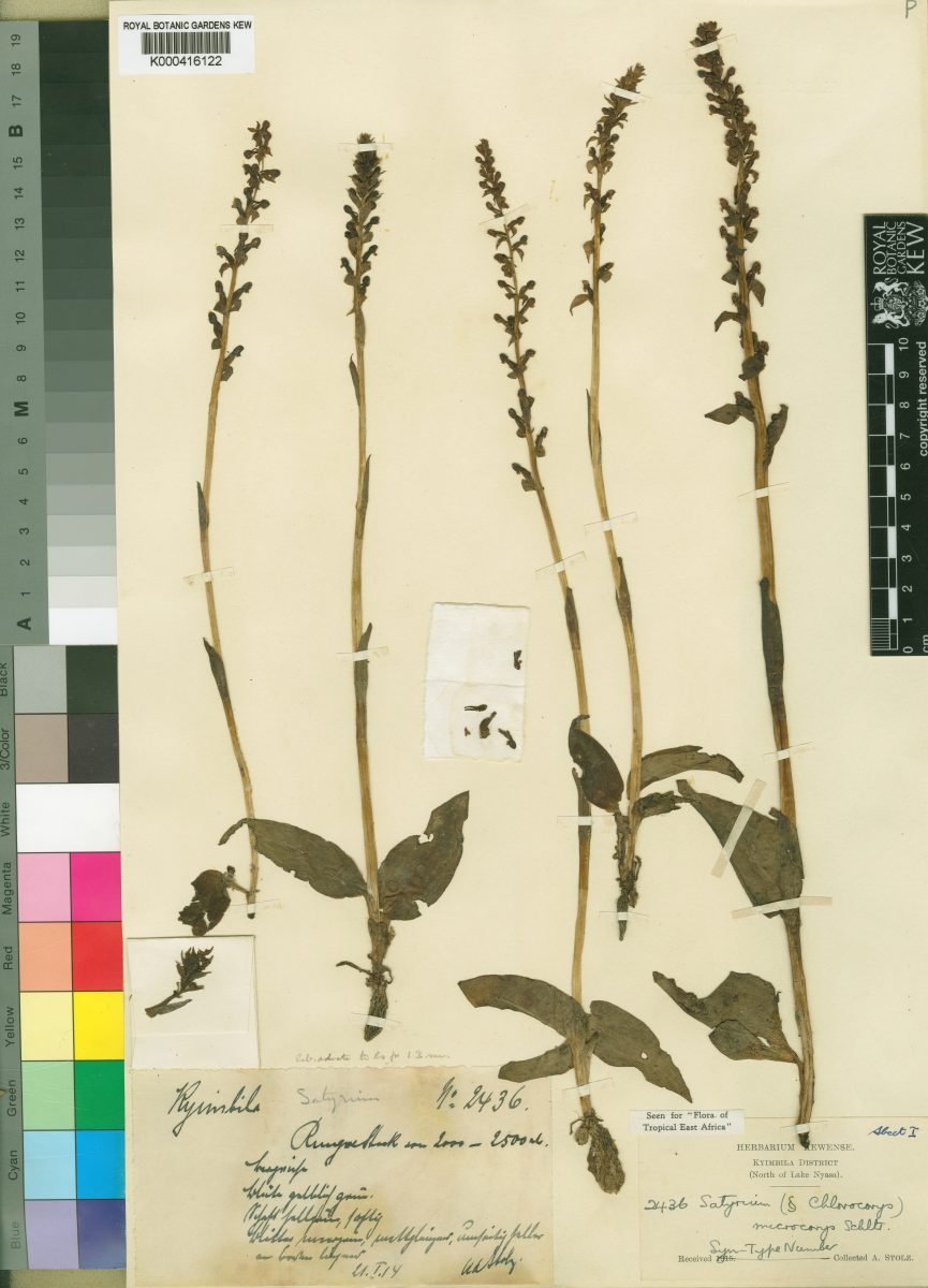 Satyrium microcorys photograph 5