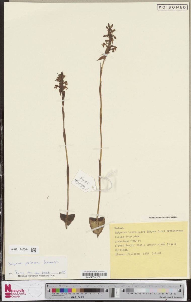 Satyrium princeae photograph 2