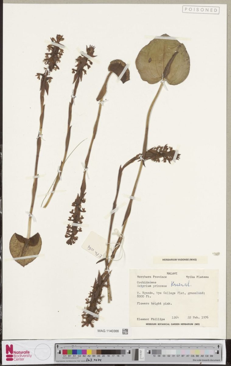 Satyrium princeae photograph 3