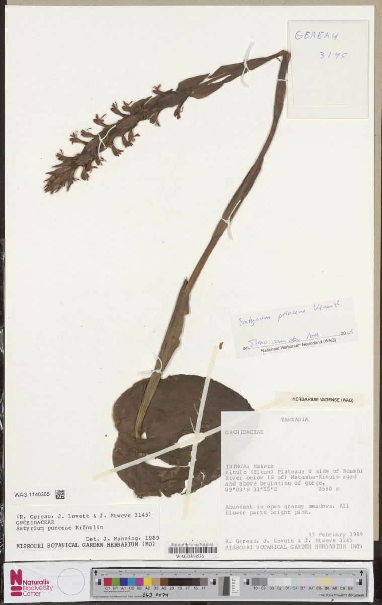 Satyrium princeae