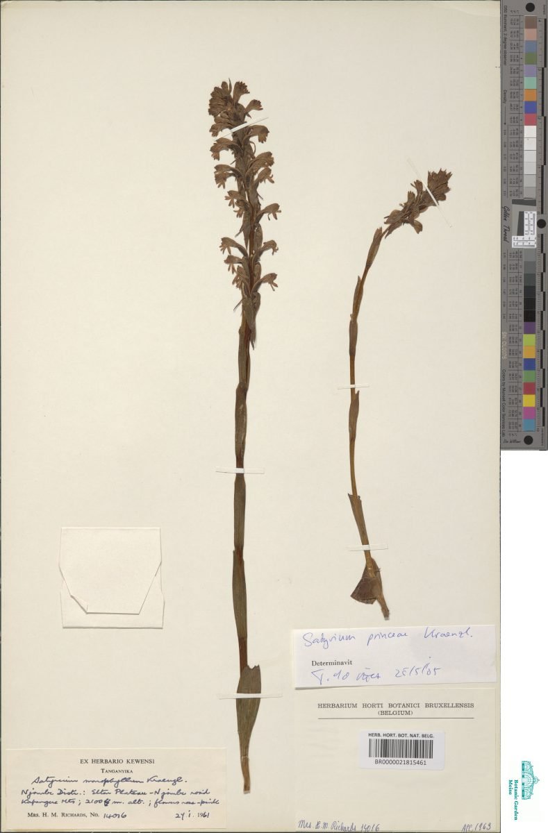 Satyrium princeae photograph 6