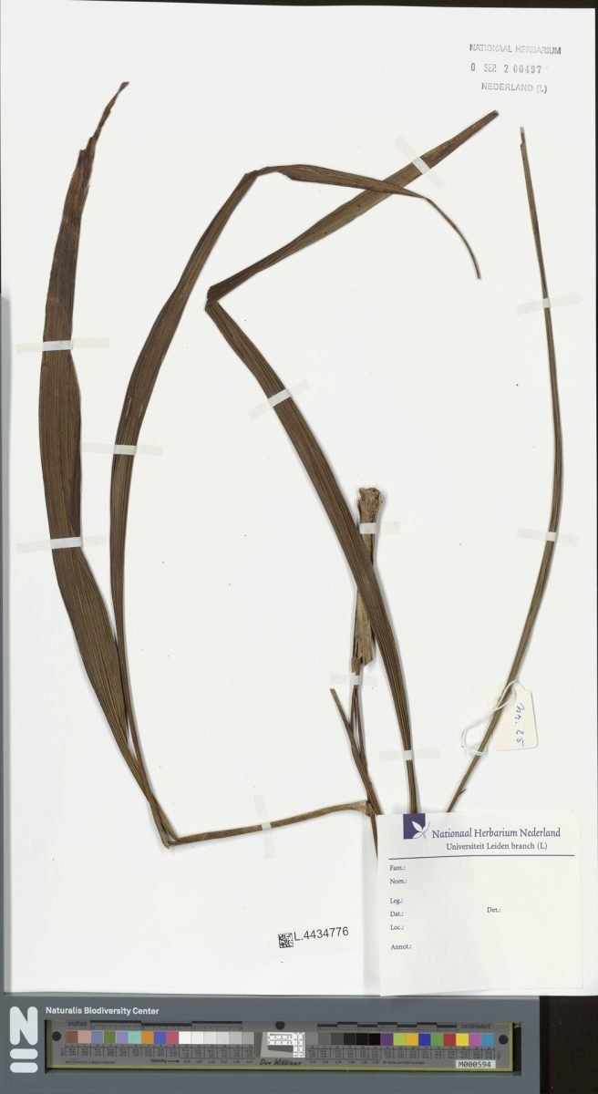 Spathoglottis papuana photograph 2