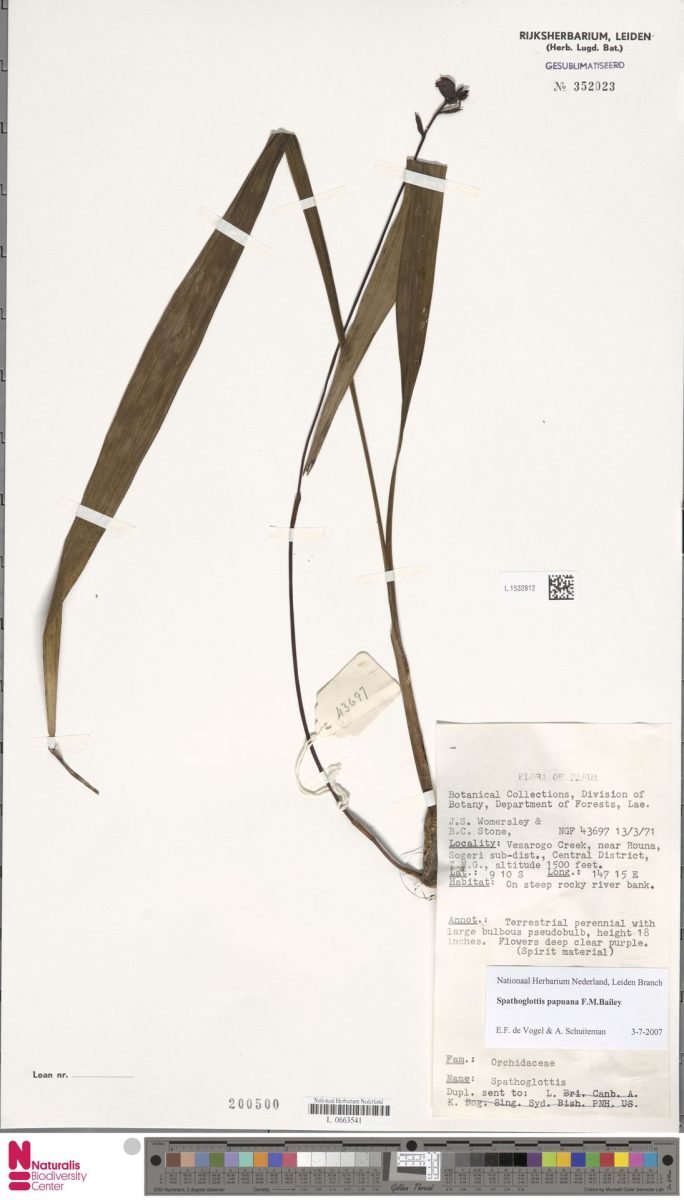 Spathoglottis papuana photograph 4