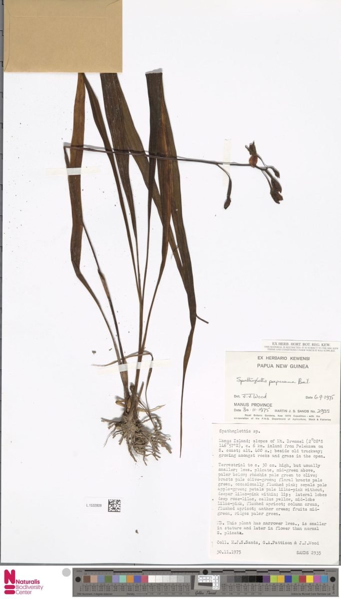 Spathoglottis papuana photograph 3