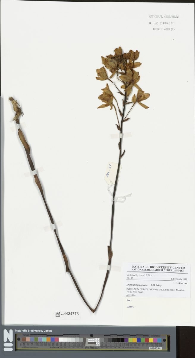 Spathoglottis papuana