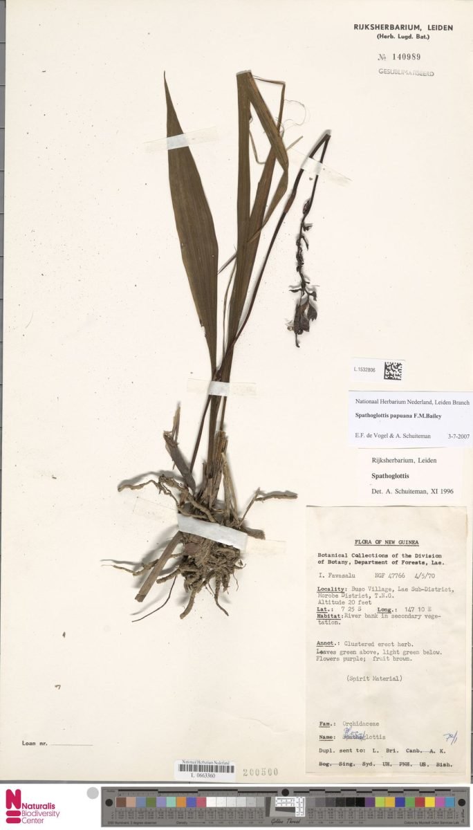 Spathoglottis papuana photograph 5