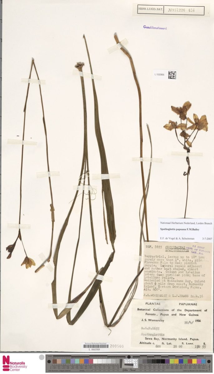 Spathoglottis papuana photograph 6