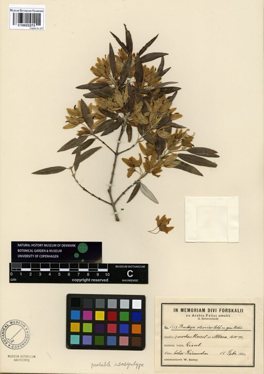 Barbeya oleoides photograph 2