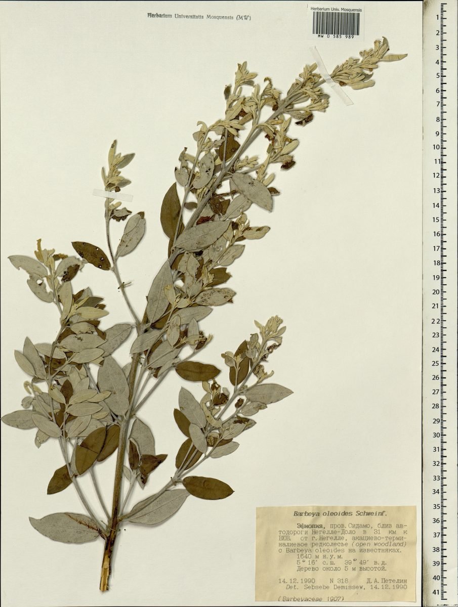 Barbeya oleoides