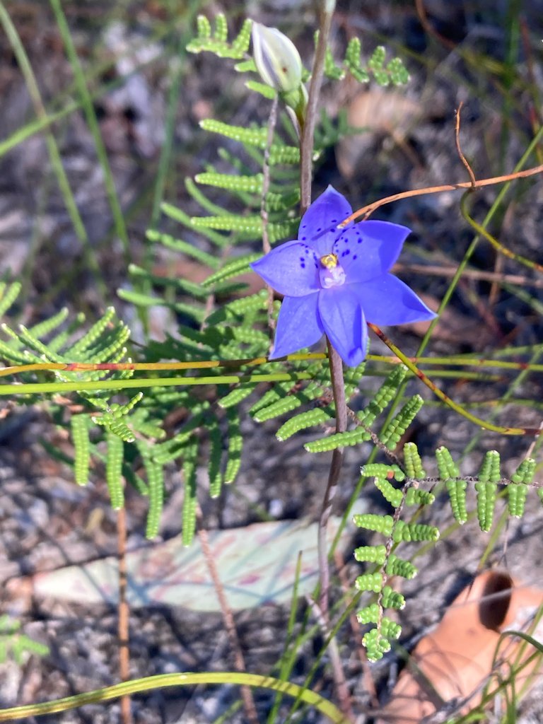 Thelymitra ixioides photograph 3
