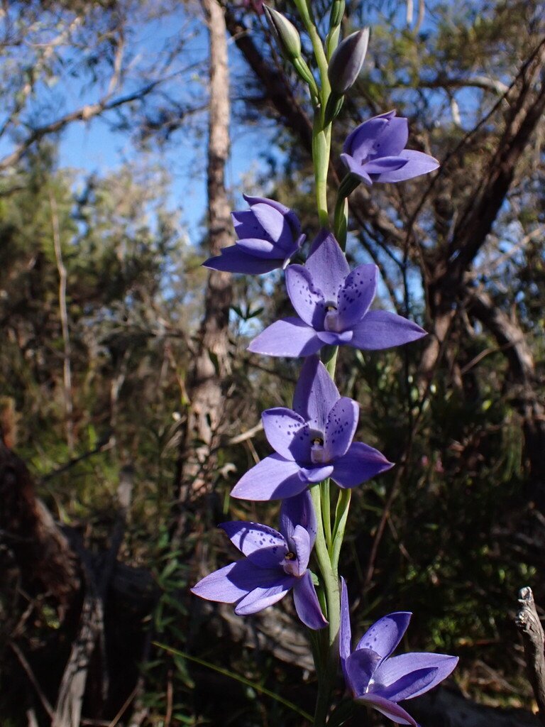 Thelymitra ixioides photograph 2