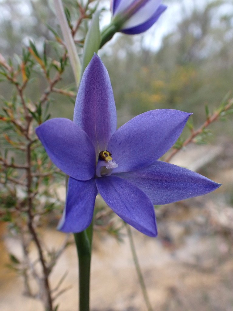 Thelymitra ixioides