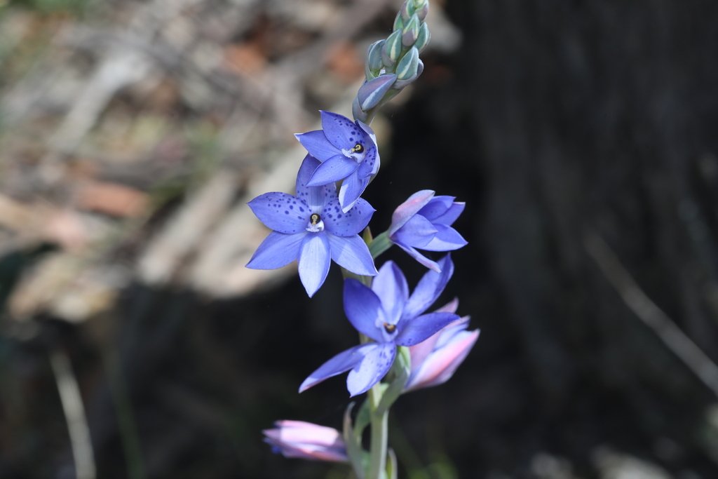Thelymitra ixioides photograph 4