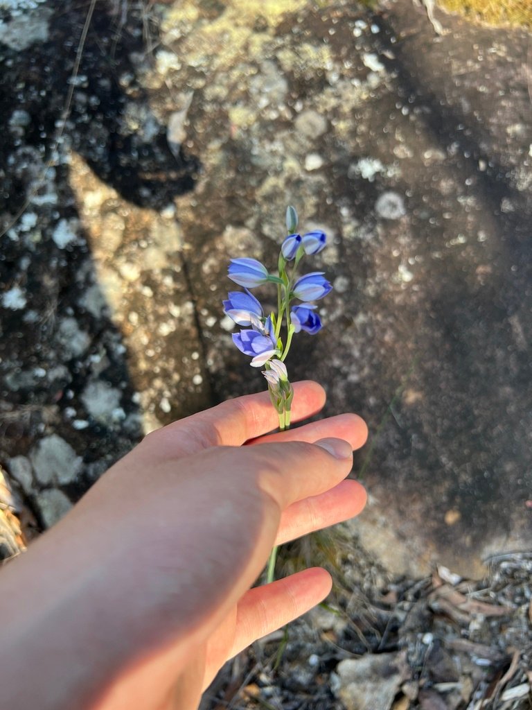Thelymitra ixioides photograph 6