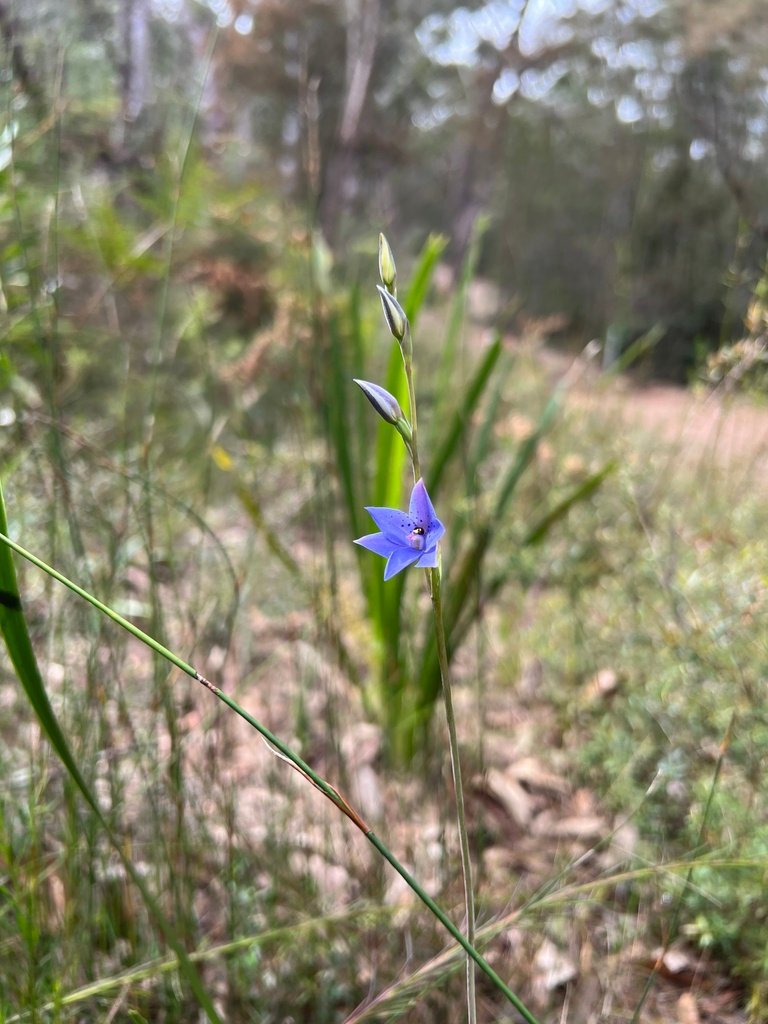 Thelymitra ixioides photograph 5
