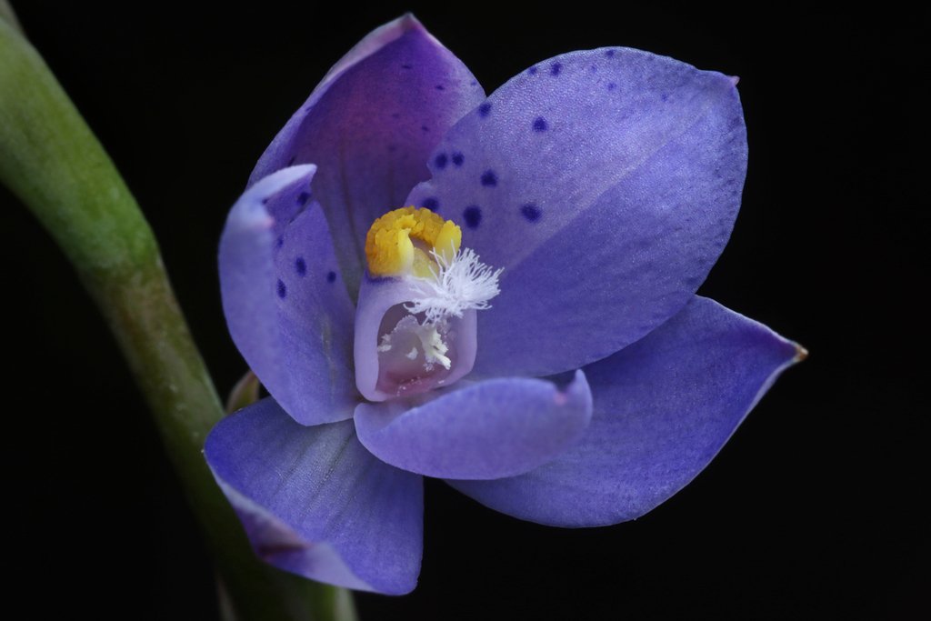 Thelymitra juncifolia photograph 5