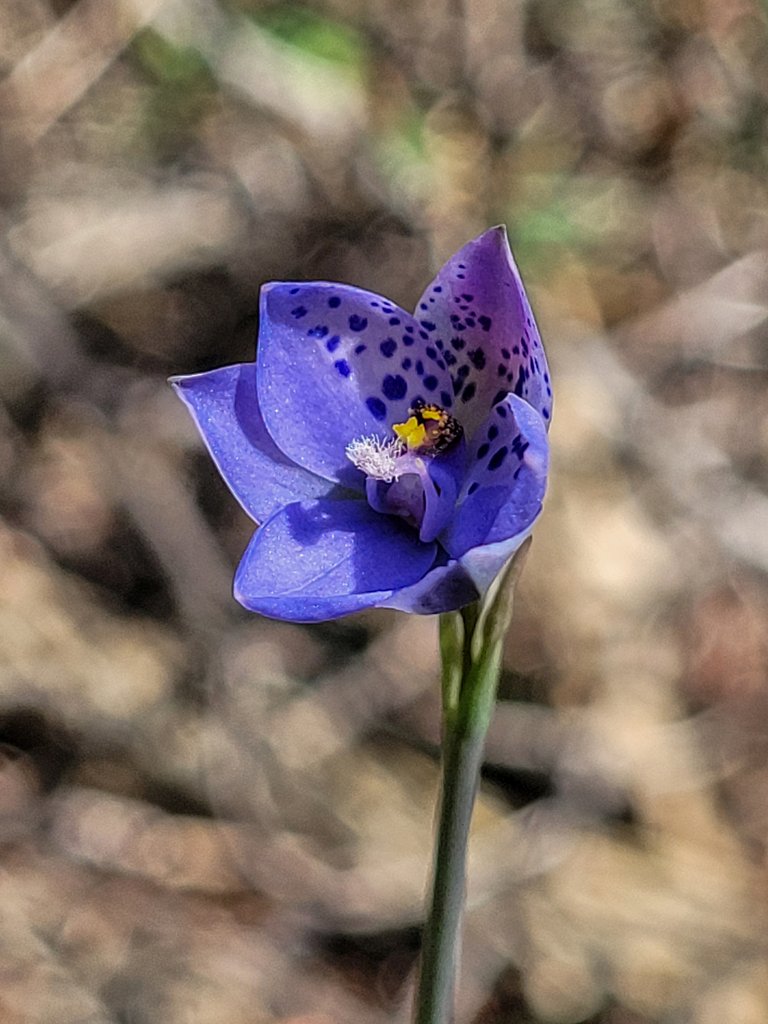 Thelymitra juncifolia photograph 6