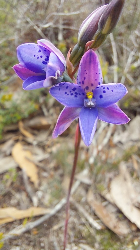 Thelymitra juncifolia photograph 4