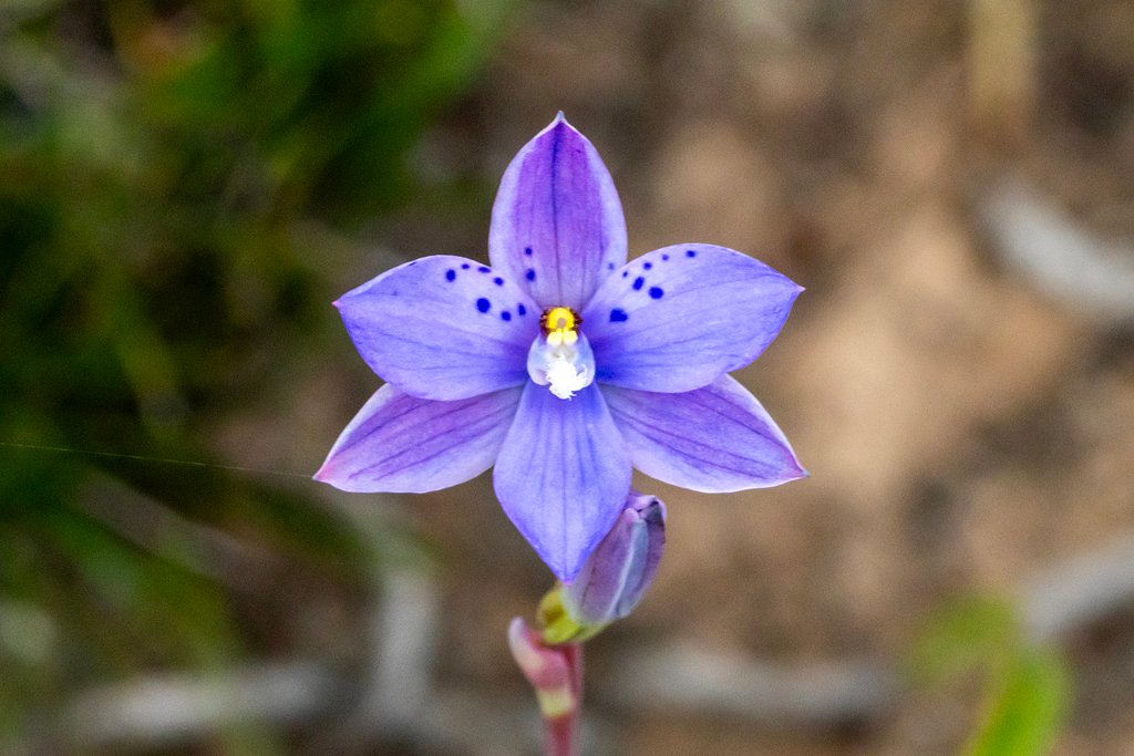 Thelymitra juncifolia photograph 2