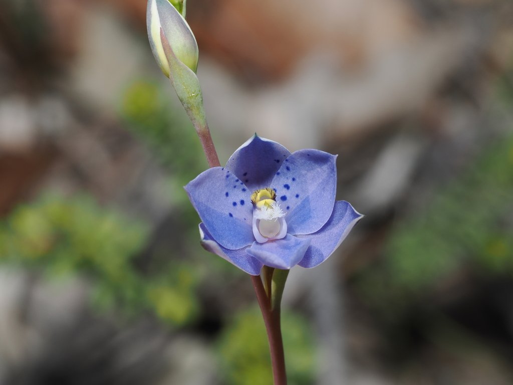 Thelymitra juncifolia