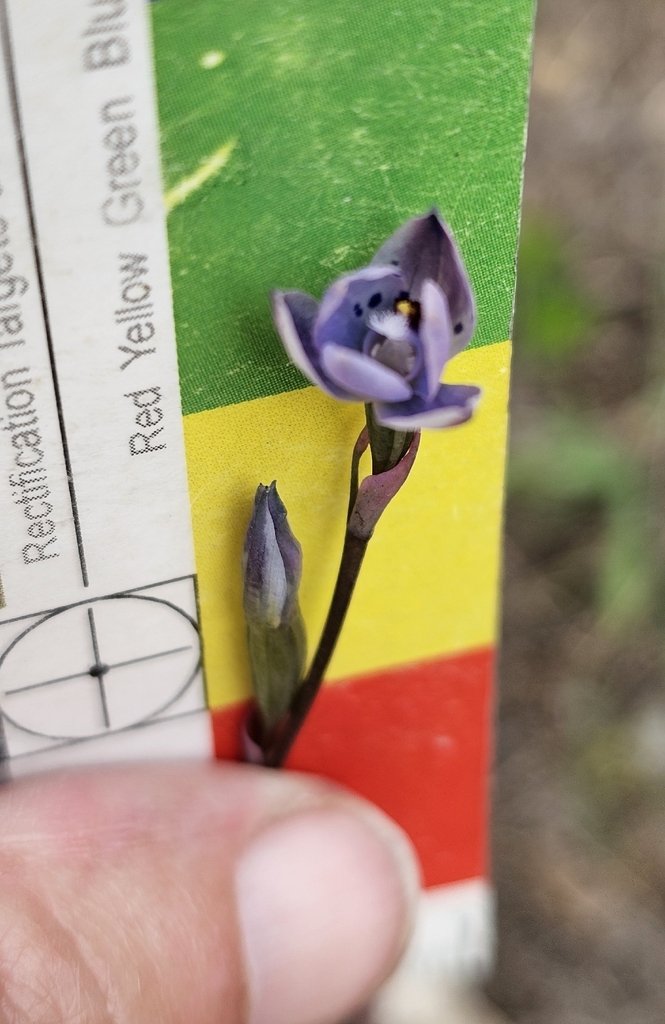 Thelymitra juncifolia photograph 3