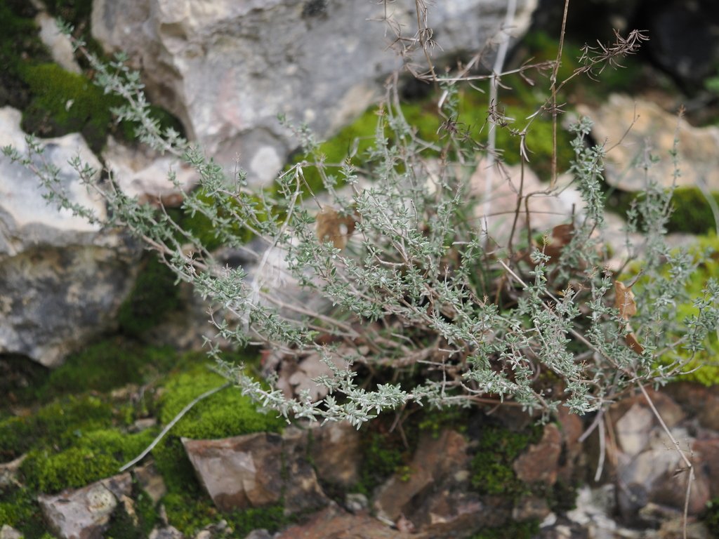 Thymus vulgaris