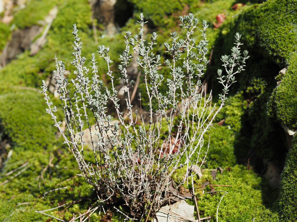 Thymus vulgaris photograph 3