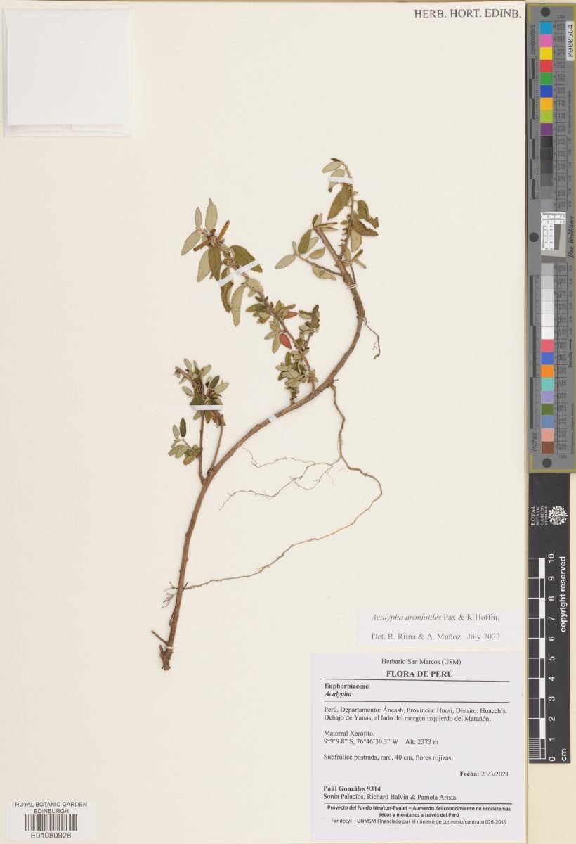 Acalypha aronioides