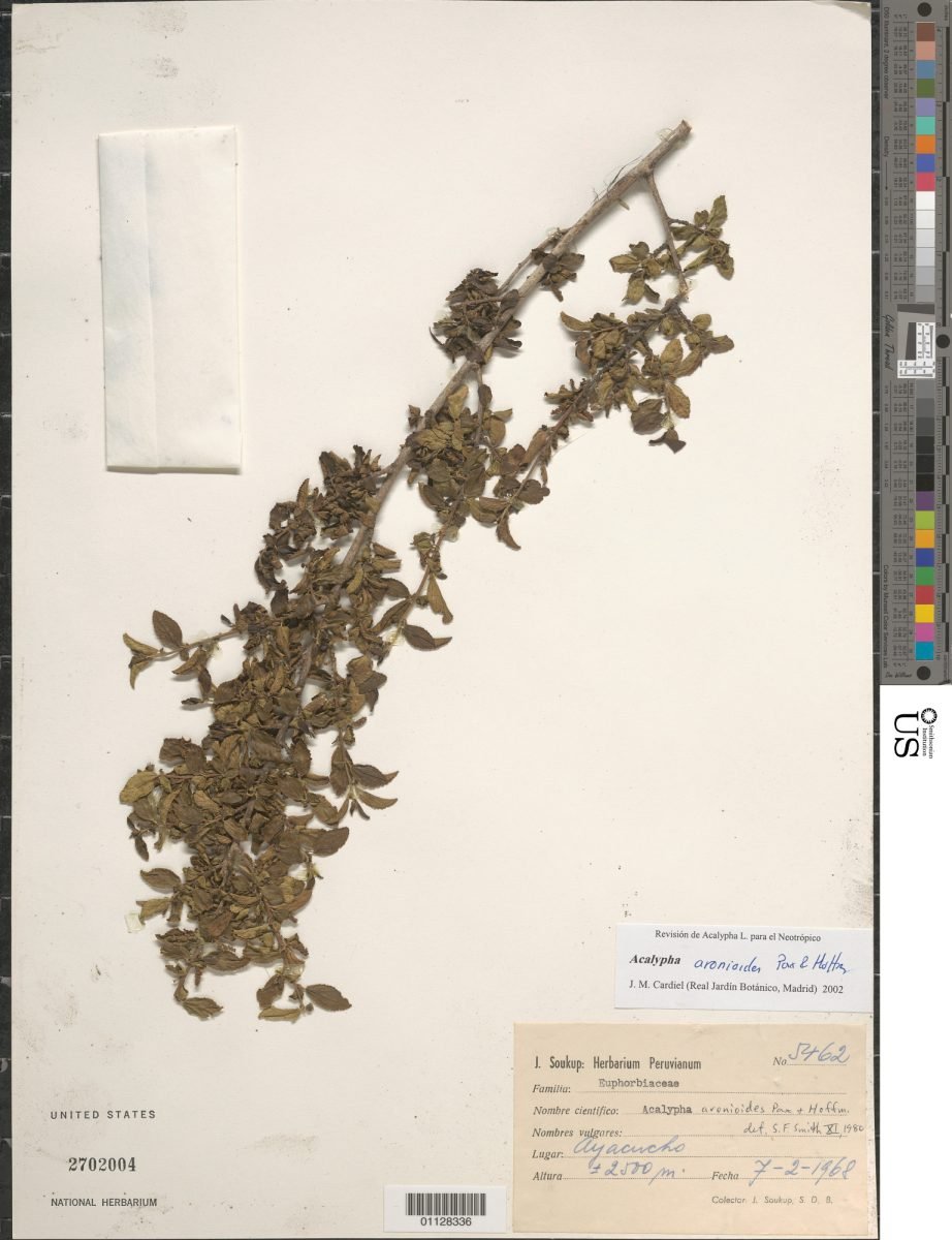Acalypha aronioides photograph 5