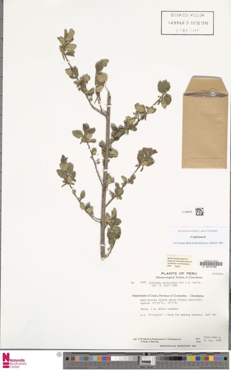 Acalypha aronioides photograph 3