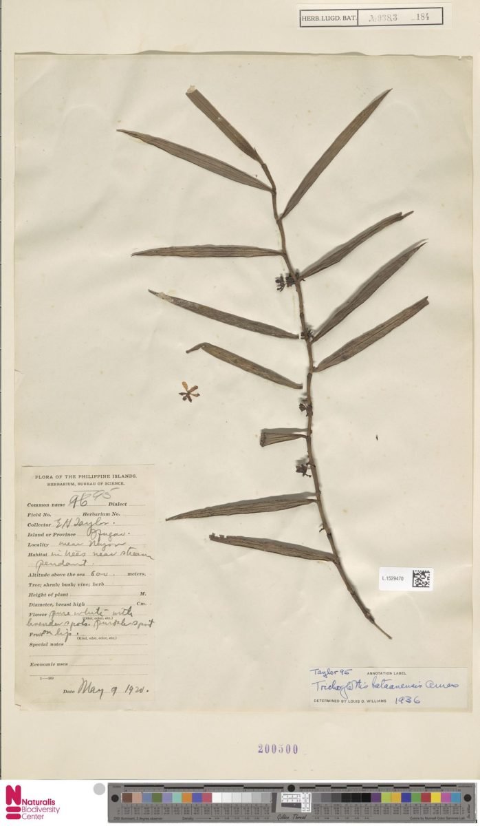 Trichoglottis subviolacea photograph 5