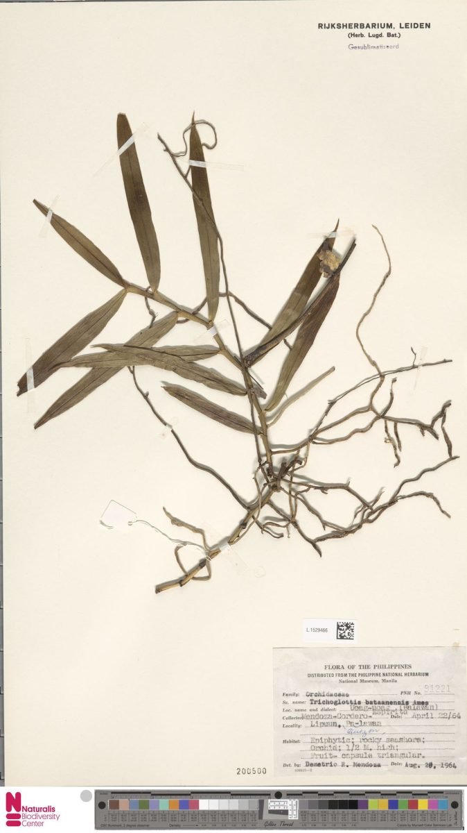 Trichoglottis subviolacea