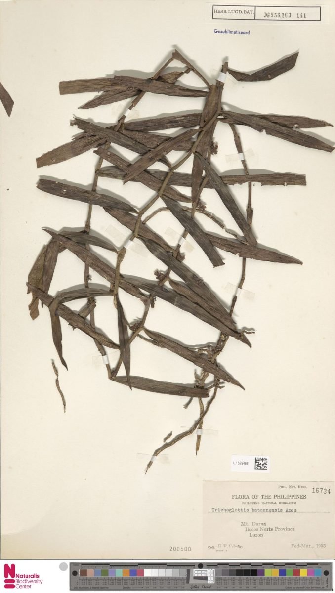 Trichoglottis subviolacea photograph 3