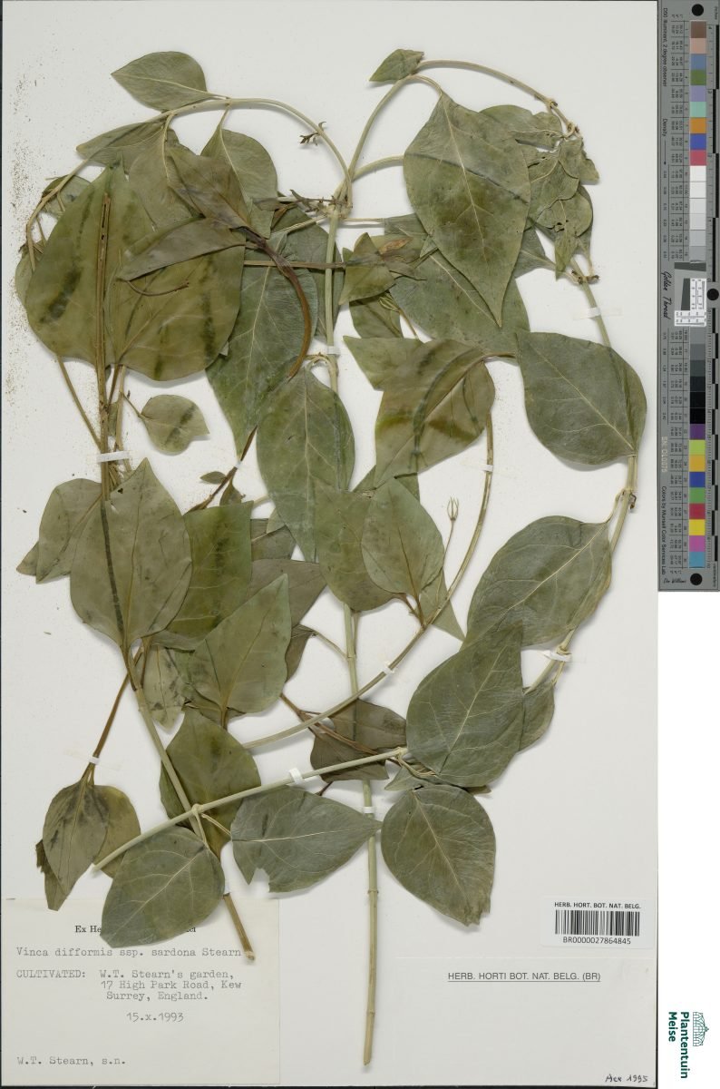 Vinca difformis subsp. sardoa photograph 3