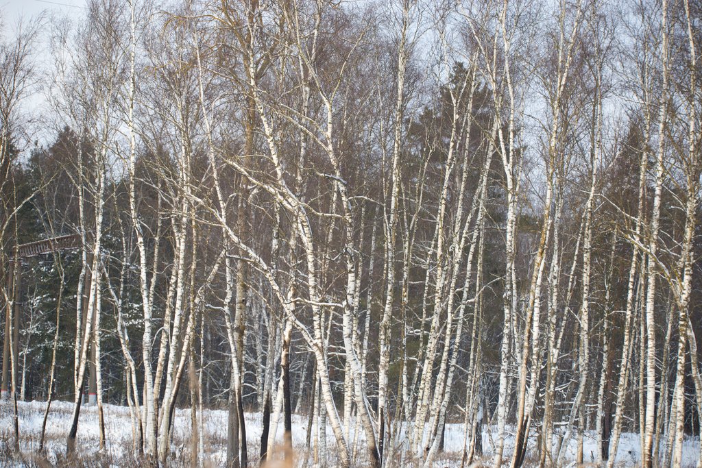 Betula pendula