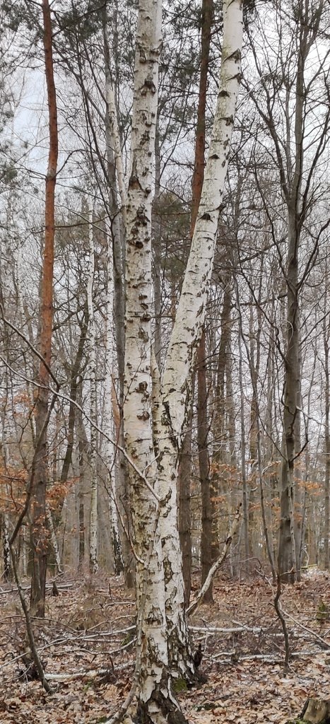 Betula pendula photograph 2