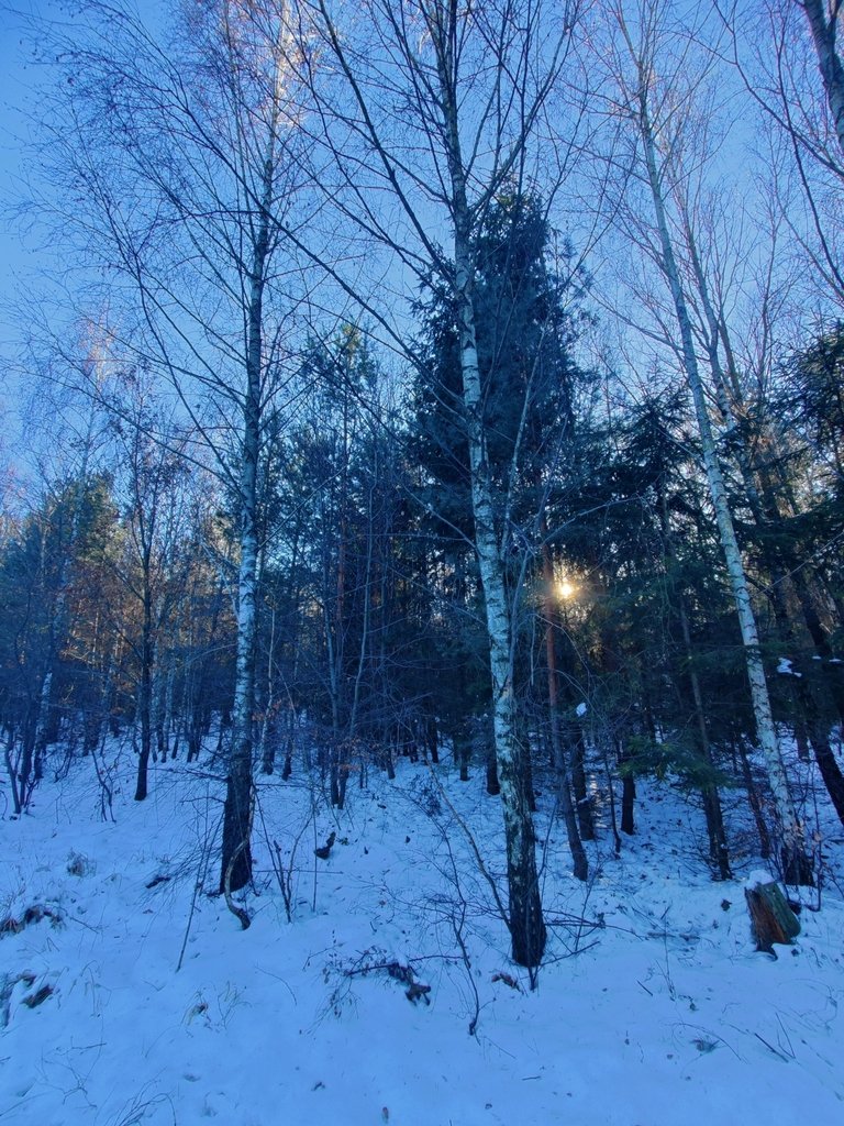 Betula pendula photograph 6