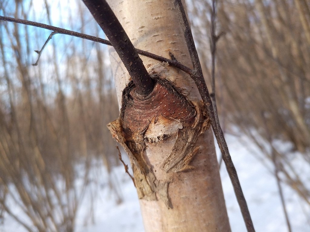 Betula pendula photograph 5