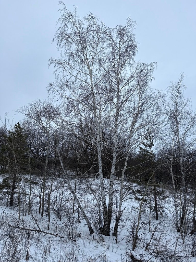 Betula pendula photograph 3