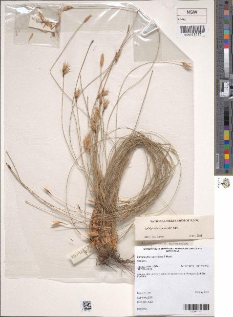 Abildgaardia schoenoides photograph 6